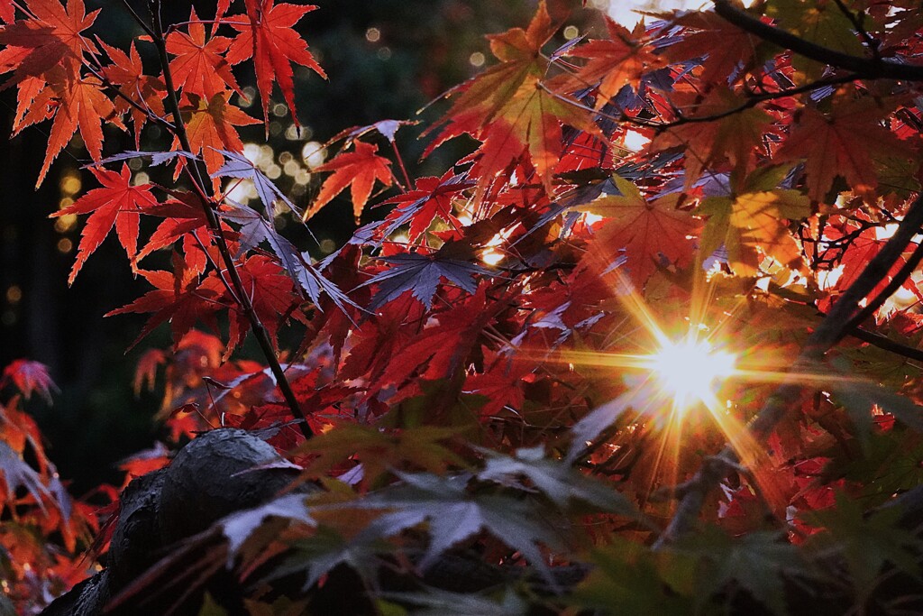 師走に紅葉