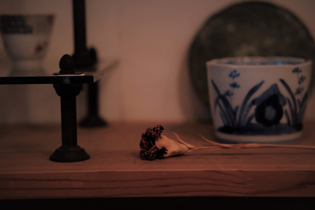 麝香撫子