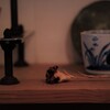麝香撫子