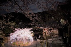 東山と夜桜