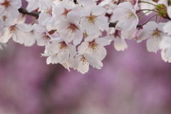 春爛漫