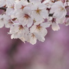 春爛漫
