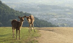 眺めのいい住みかだよね　by deer