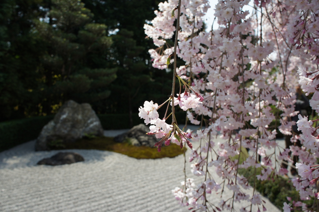 京都 退蔵院