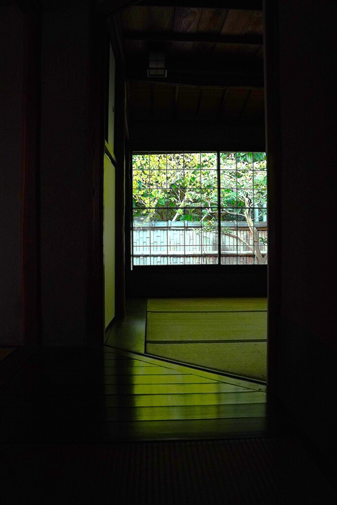 京都 常緑樹と床