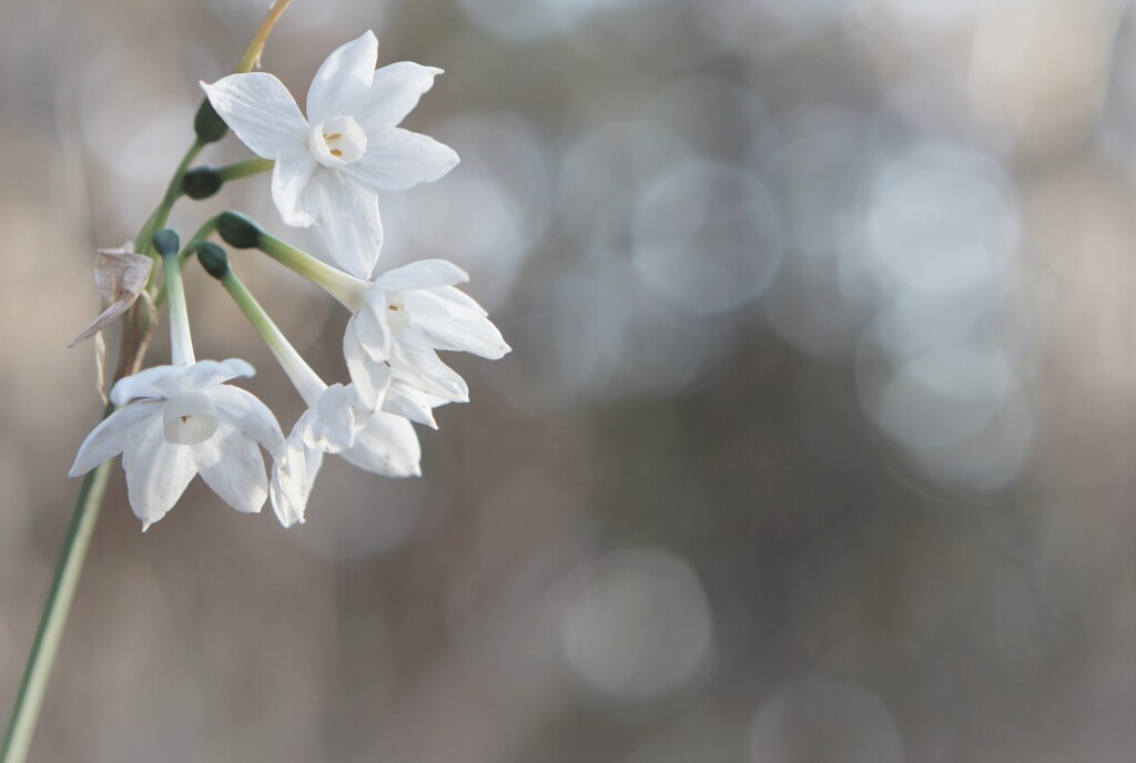 paper white