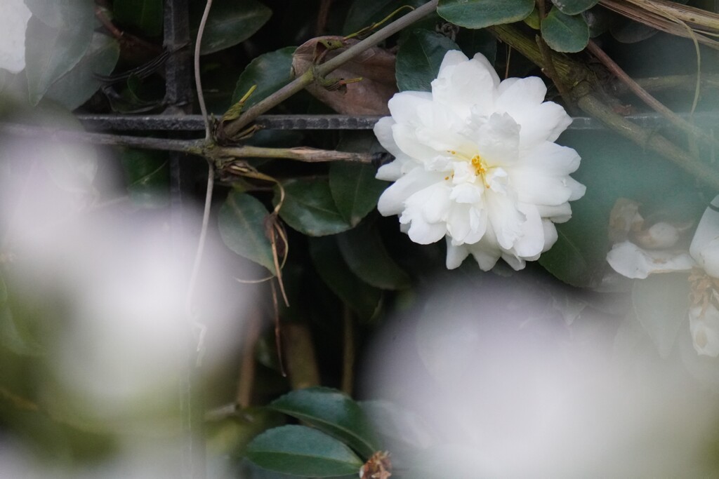山茶花の溜め息