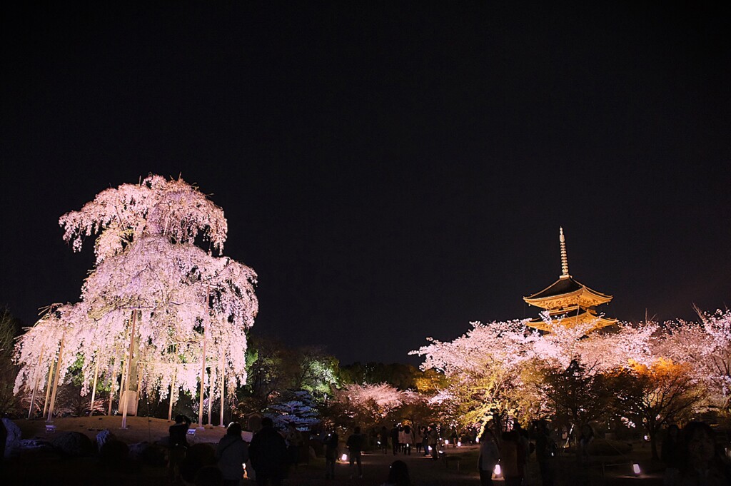 現存する平安京の遺構と咲く