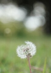 綿毛の行方