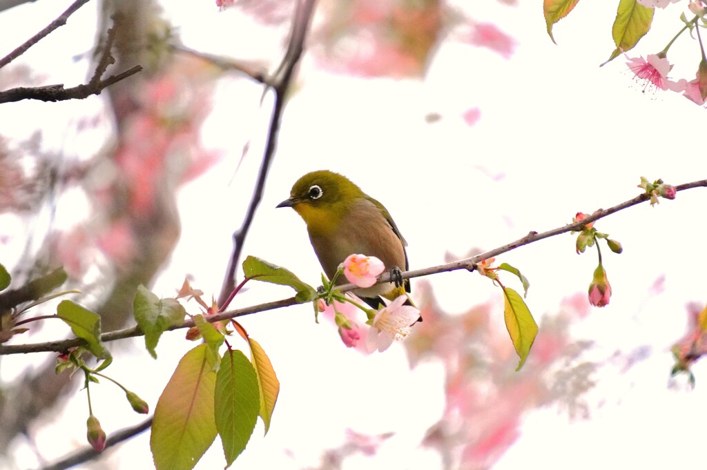 冬桜と遊ぶ