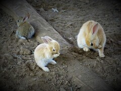 三匹のうさぎ