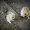 三匹のうさぎ