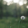 素朴な草の匂い