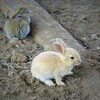 仔うさぎ