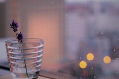 雨の名残り