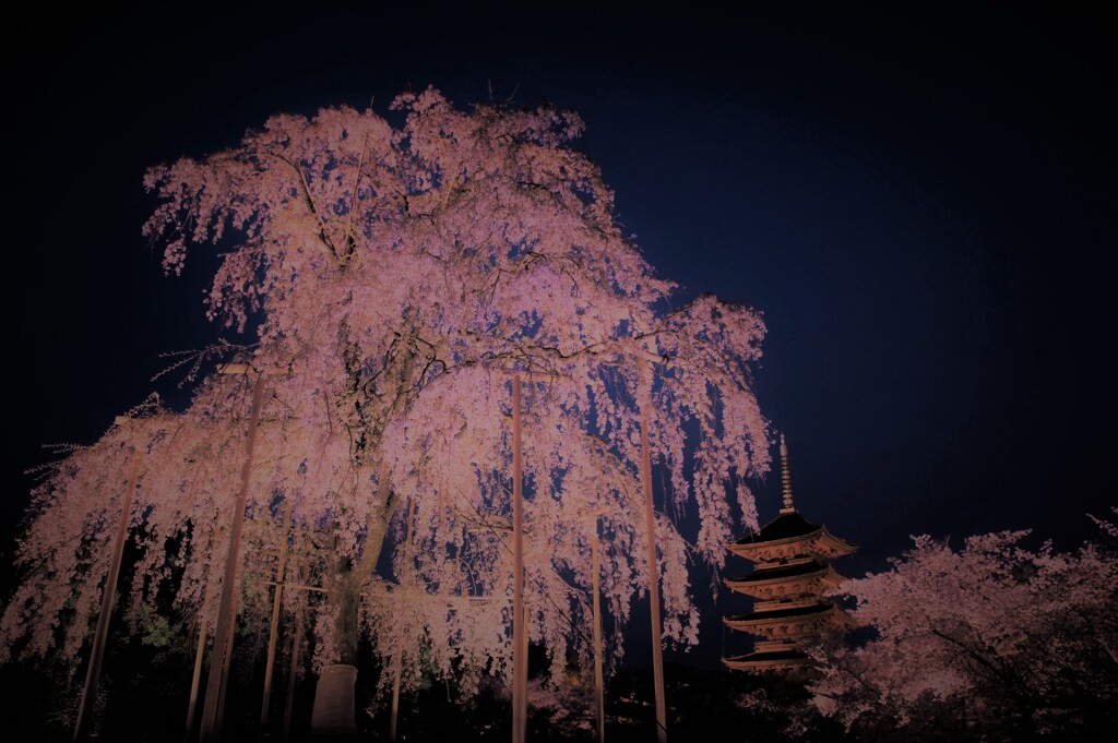 宵闇に揺れる東寺の不二桜