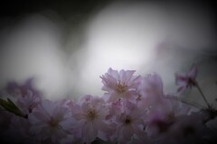 tender petals
