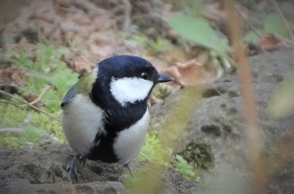 シジュウカラ