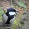 シジュウカラ