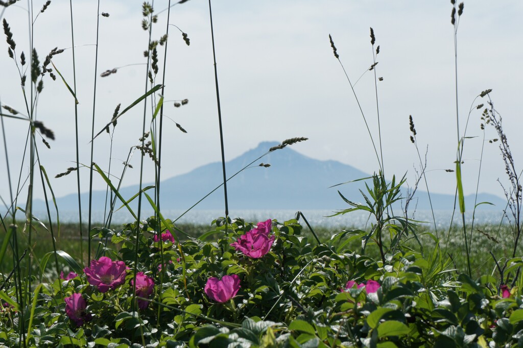 道北　ハマナスと利尻岳