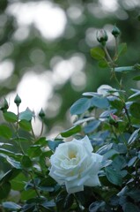 山麓の静けさ
