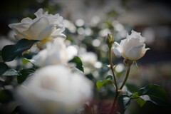 white rose＆dots