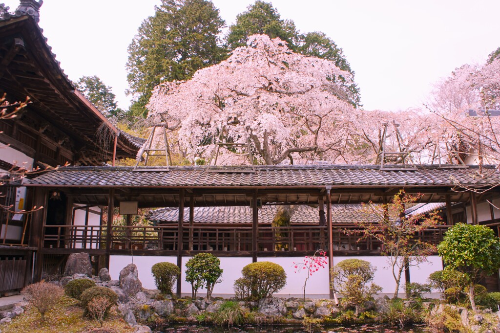京都 十輪寺の業平桜