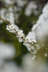 雪柳の宴