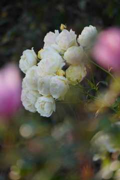 初冬の花束