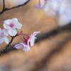 睦月の桜