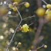 真冬煌めく