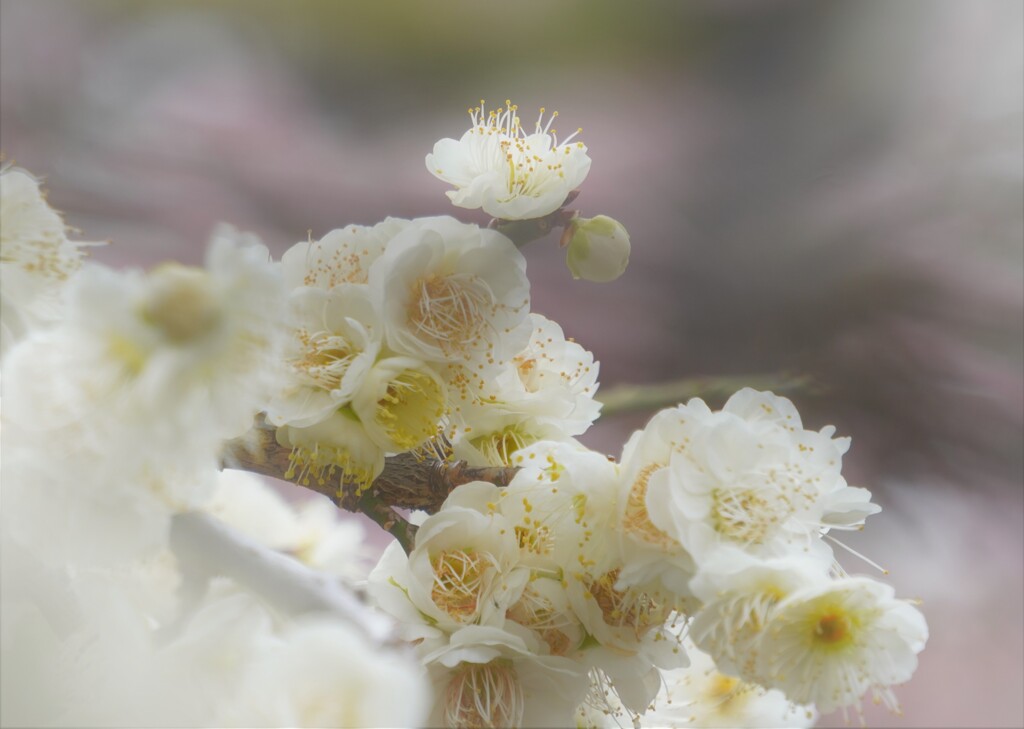 white plum bouquet