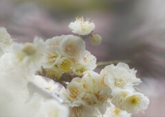 white plum bouquet