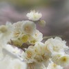 white plum bouquet
