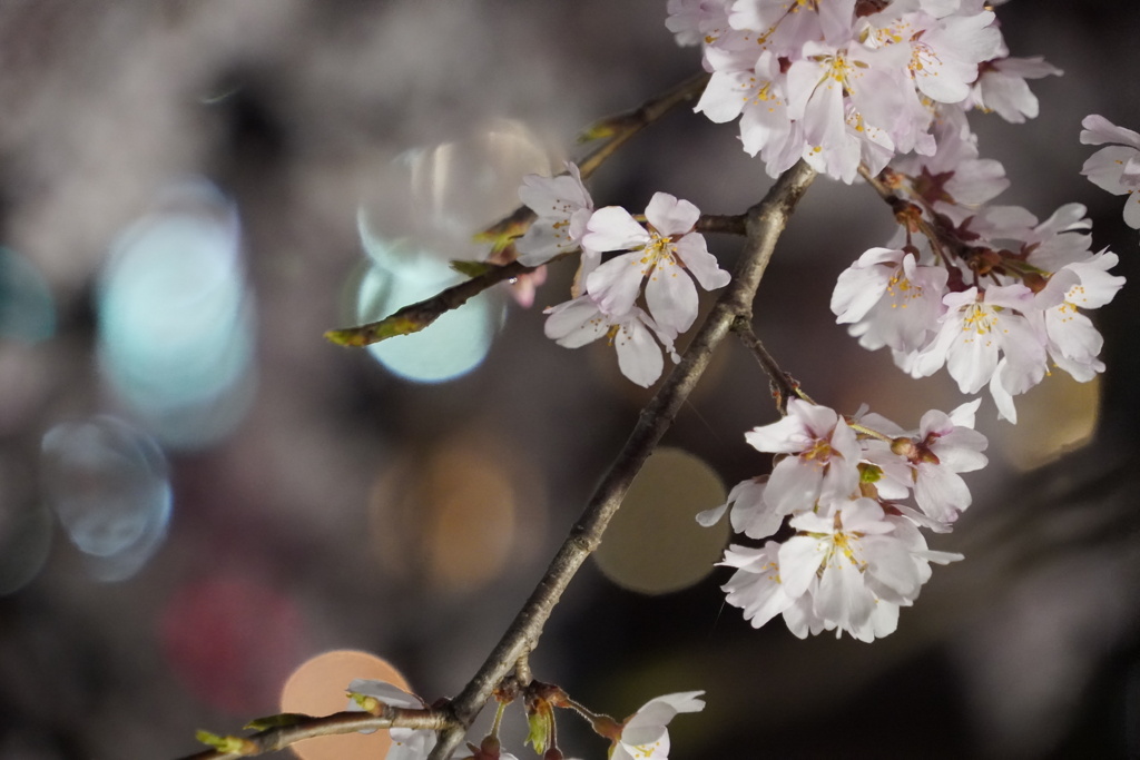 街中の夜桜