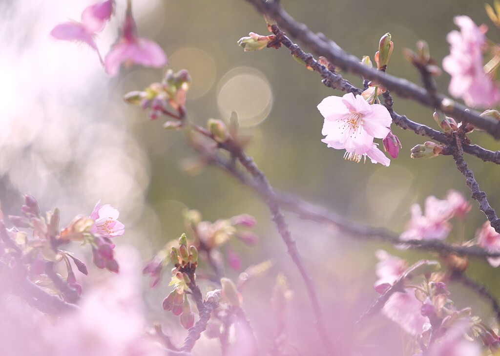 弥生の河津桜