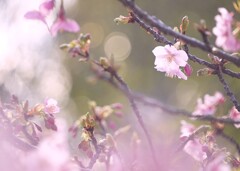 弥生の河津桜