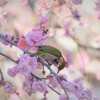 一瞬でも羽を休め吸蜜