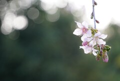 冬に咲くヒマラヤ桜