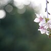 冬に咲くヒマラヤ桜