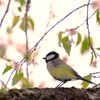 大社に居る四十雀