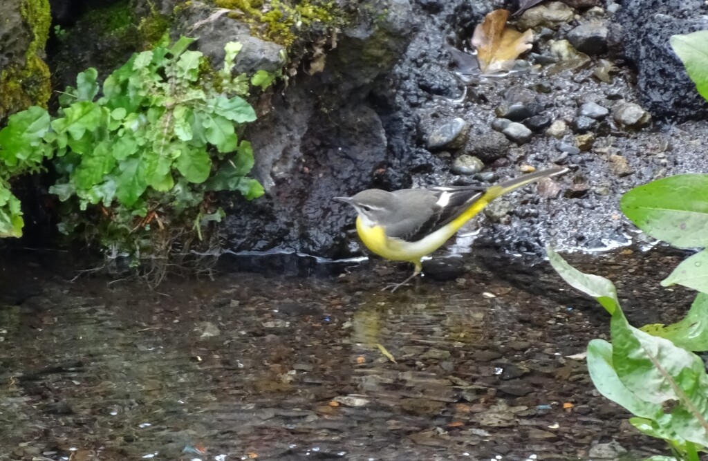 happy yellow bird