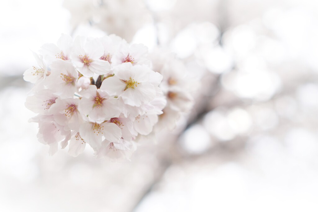 桜の久寿玉