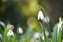 雪の雫はとけて春へ