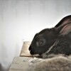 黒兎の憂い