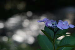 紫陽花と川風