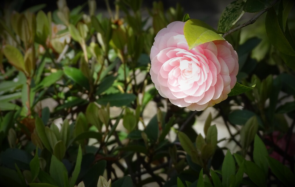 木屋町の乙女椿