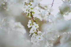 弥生の雪柳