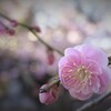 冬に咲く喜び