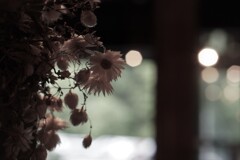 dry flowers